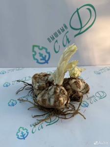 Лилия "МАГНИ КОРЗ" 3 штуки (размер 18/20)